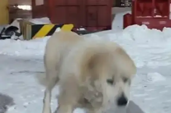 Найдена собака, Дрожжино, фото: Найден собака, Дрожжино, Московская область - задние лапы ушиблены