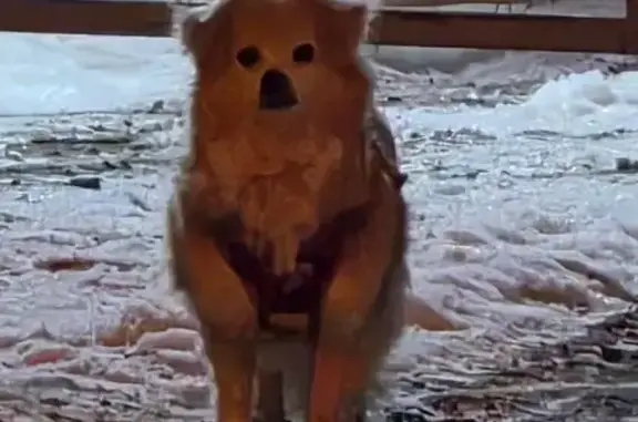 Найденные животные Санкт-Петербург, фото: Найдена собака, Заневская площадь, Санкт-Петербург - хромает на одну лапу