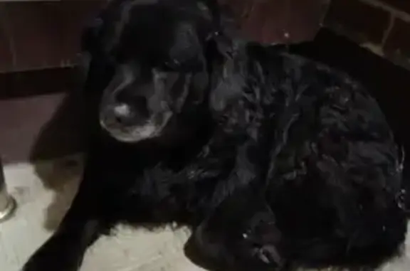 Найдена собака, Кострома, фото: Найден собака, мужской, улица Ленина, Кострома - с ошейником, дрожит