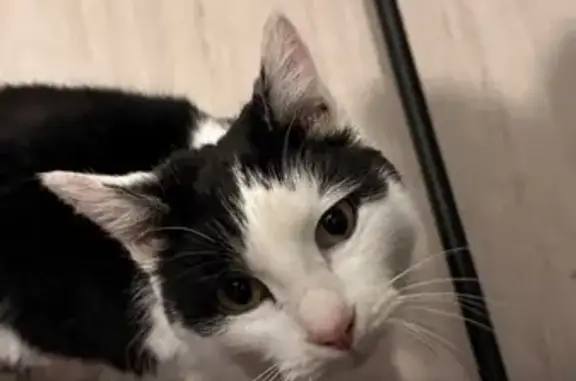 Найдена кошка, Балашиха, фото: Найден кот, Пионерская улица, Балашиха - черно-белый, очень ласковый