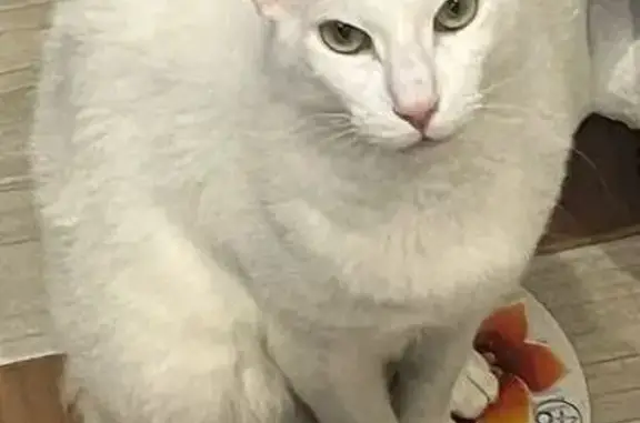 Кошки потеряшки, Металлострой, фото: Потеряшка кот, Пушкинская улица, 4, Металлострой - белый с кривым хвостом