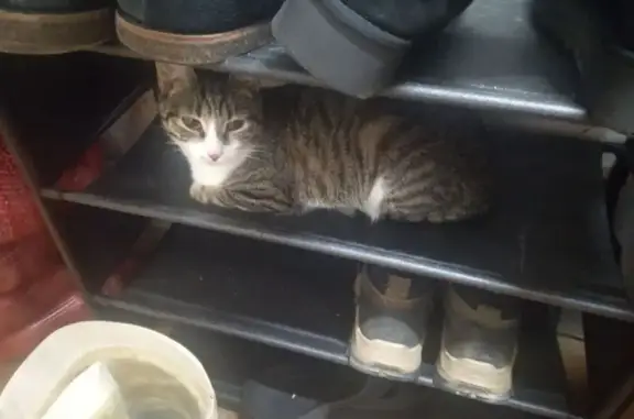 Потерянные животные Якутск, фото: Пропала кошка, улица Космонавтов, 19, Якутск - маленькая с жёлтыми глазами