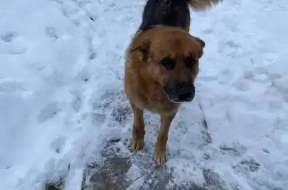 Пропал собака, Печки, Псковская область - старенький, лет 10 - photo