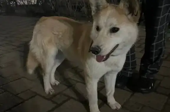 Найдена собака, Краснодар, фото: Найдена собака, женский пол, Домбайская улица, Краснодар - бежевый с рыжим окрас