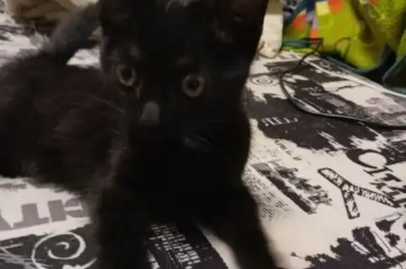 Найдена кошка, Чита, фото: Найдена кошка, улица Текстильщиков, Чита - черная с белым пятнышком на грудке