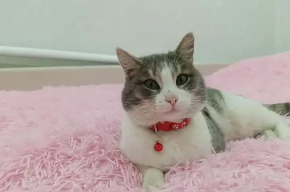 Кошки потеряшки, Омск, фото: Потеряшка кошка, 13-я Северная улица, 113, Омск - серо-белый окрас, трёхногий