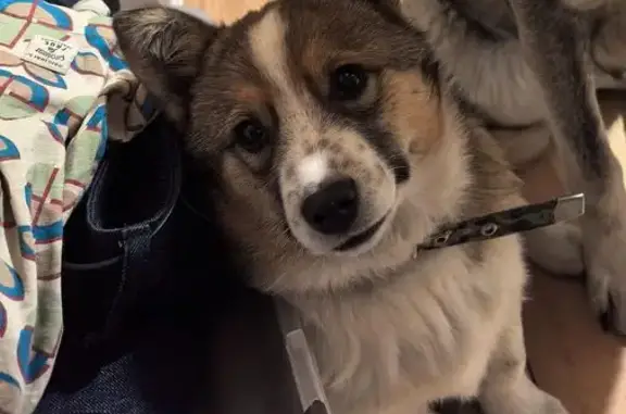 Пропала собака, Ушаковское сельское поселение, Иркутская область - размером с корги - photo