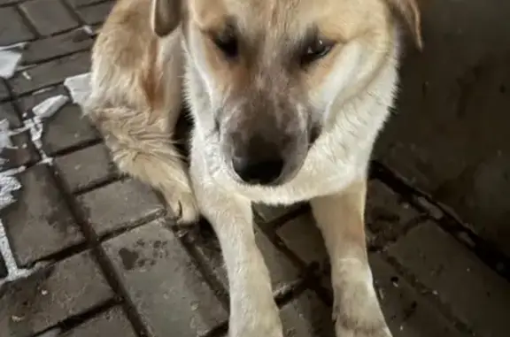 Объявления о пропавших и найденных животных, Тула, фото: Найдена собака, улица Кауля, Тула - пёс с ошейником