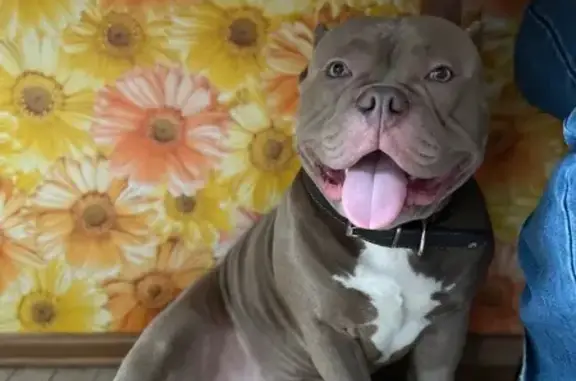 Пропал собака, Рионская улица, Волгоград - мальчик 10 месяцев, зовут Марти - photo