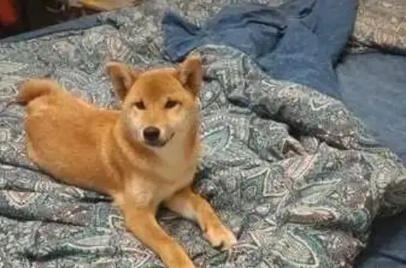 Пропал собака, улица 8 Марта, 9, городской округ Пенза - порода Сибу-ину, клеймо на животе - photo