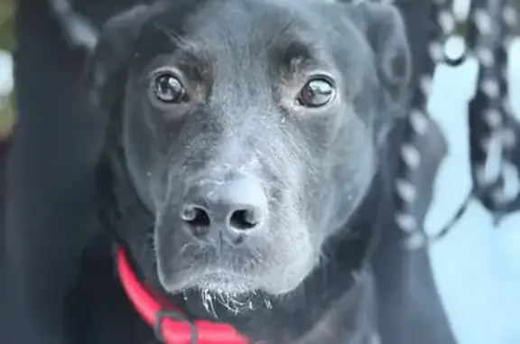 Пропал собака, улица Крахмалёва, 53, Брянск - хромает на заднюю лапу - photo