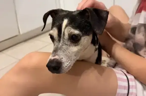 Найдена собака, Видное, фото: Найден собака, Стариногорная улица, 9, Видное - Джек Рассел, черно-белый окрас