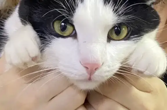 Пропал кот, Перкопская улица, 18, Тюмень - черно-белый окрас, розовый нос - photo