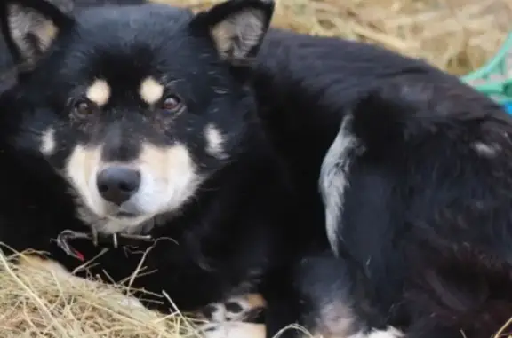 Пропал собака, 78Н-0709, Покровское сельское поселение - чёрный, пугливый - photo