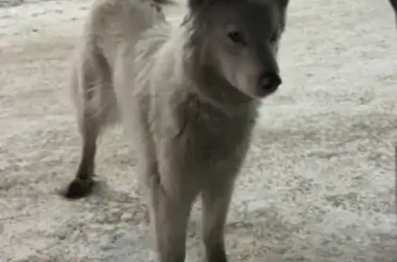 Объявления о пропавших и найденных животных, Юрга, фото: Найдена собака, женская, переулок Тургенева, 2, Юрга - полность белая и спокойная