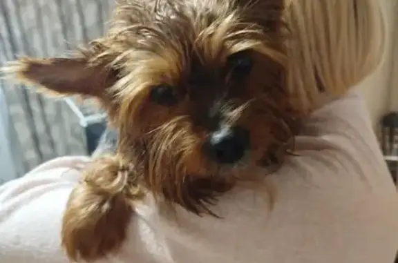 Найдена собака, Ижевск, фото: Найдена собака, Милиционнная улица, 103, городской округ Ижевск - в коричневом комбинезоне