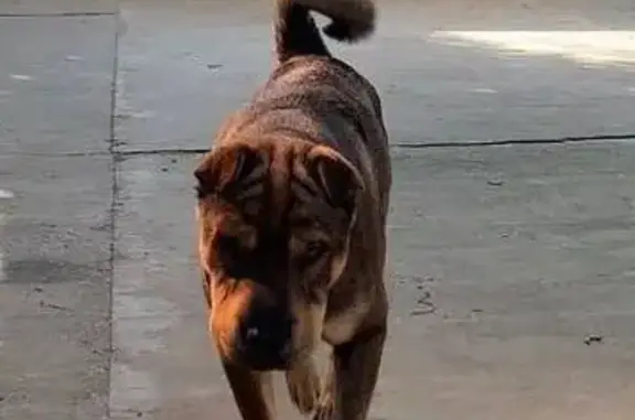 Пропал собака, улица Карла Либкнехта, 19, Белореченск - тёмно-коричневый окрас - photo