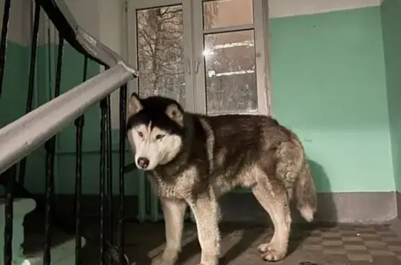 Найдена собака, Металлострой, фото: Найдена собака хаски, Садовая улица, 12, Металлострой