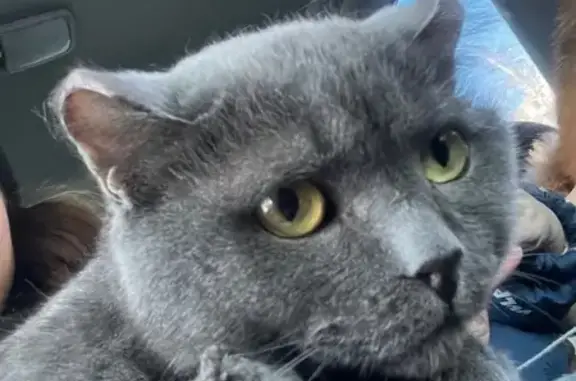 Пропал кот, Телефонная улица, 209, Барнаул - отмороженные кончики ушей - photo