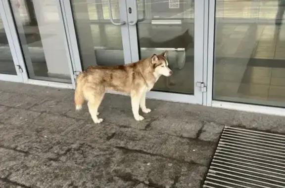 Найдена собака, Волгоград, фото: Найдена собака, Волгоград, Волгоградская область - у магазина «Спортмастер»