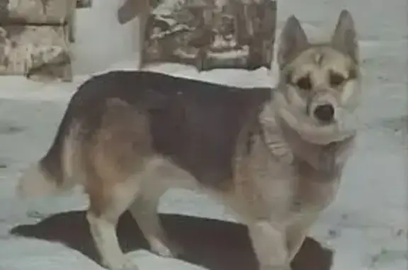 Найдена собака, Дзержинское, фото: Найден собака, Дзержинское сельское поселение, Ленинградская область - серый окрас, короткие лапки