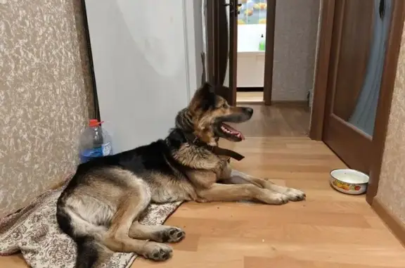 Найдена собака, Омск, фото: Найдена собака, улица Ленина, Омск - овчарка с брезентовым ошейником