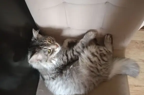 Пропала кошка, 40 лет Сталинградской битвы, 6, Городище - серый с полосками, синий ошейник - photo