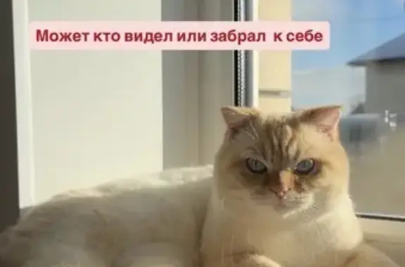 Пропал кот, улица имени Александра Космодемьянского, городской округ Тамбов - белый с рыжим, голубые глаза - photo