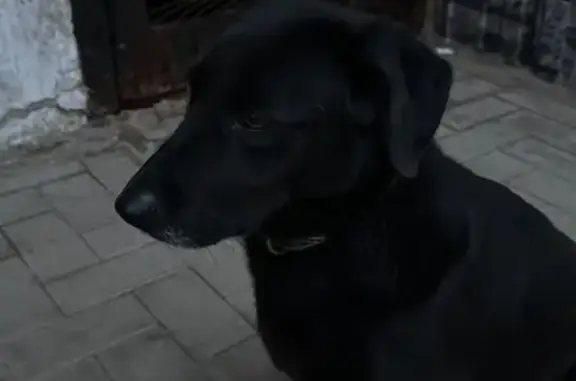 Найдена собака, Афипский, фото: Найден собака, улица Победы, 22/3, Афипский - чёрный пёс в ошейнике