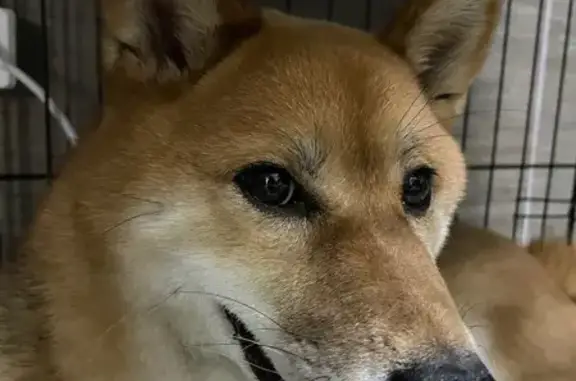 Найдена собака, Иркутск, фото: Найдена собака, Байкальская улица, Иркутск - рыжая сука породы сиба ину