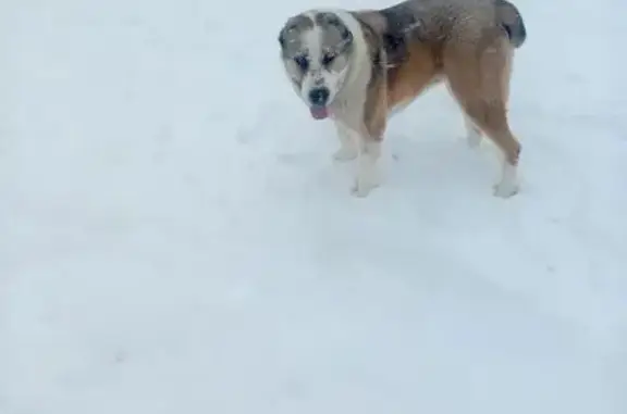 Найдена собака, Образцово, фото: Найдена собака, Школьная улица, 2Б, Образцово - предположительно породы алабай