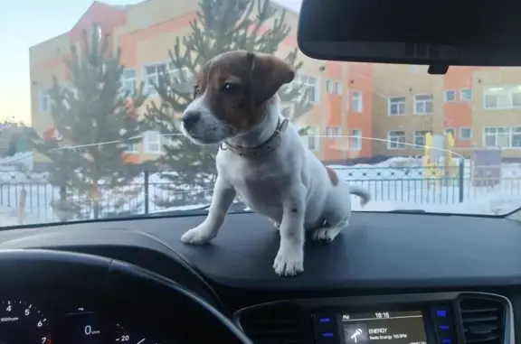 Пропала собака, Тюменская улица, 31, Кемерово - девочка по кличке Белка - photo