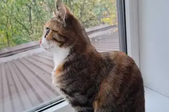 Пропала кошка, улица Куликовского, Краснодар - трёхцветная с белым пузиком - photo