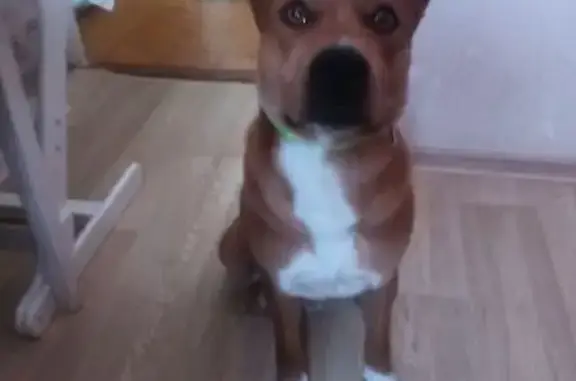 Найдена собака, Кострома, фото: Найден собака, Кострома, Костромская область - рыжий с белым опалом