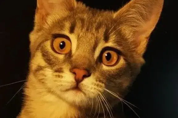 Пропала кошка, 4-й Стрелецкий проезд, 4, Москва - общительная, легко идет на руки - photo