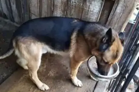 Пропал собака, Бийская улица, 38/3, Кемерово - без ошейника - photo