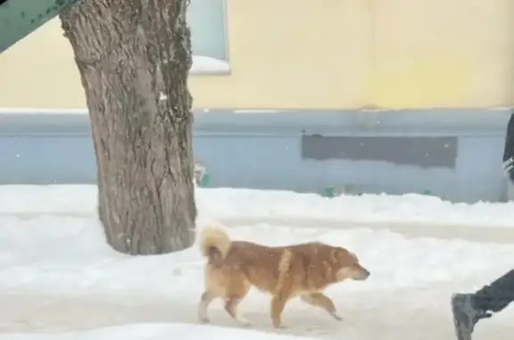 Найдена собака, Тверь, фото: Найдена собака, Спортивный переулок, 4, Тверь - рыжая и ухоженная