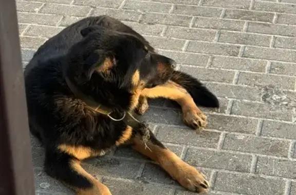 Найдена собака, Курск, фото: Найдена собака с оборванным поводком, проспект Кулакова, городской округ Курск