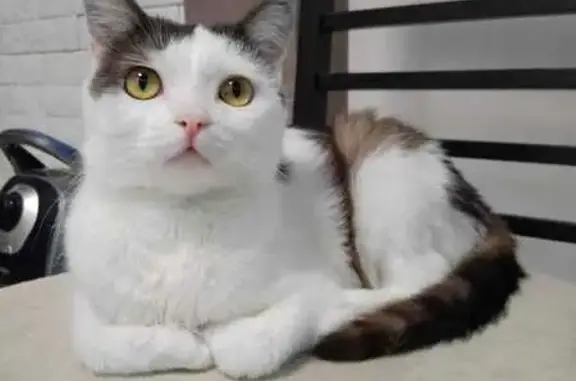 Найден кот, 1-я Краснодарская улица, Ростов-на-Дону - ласковый и спокойный - photo