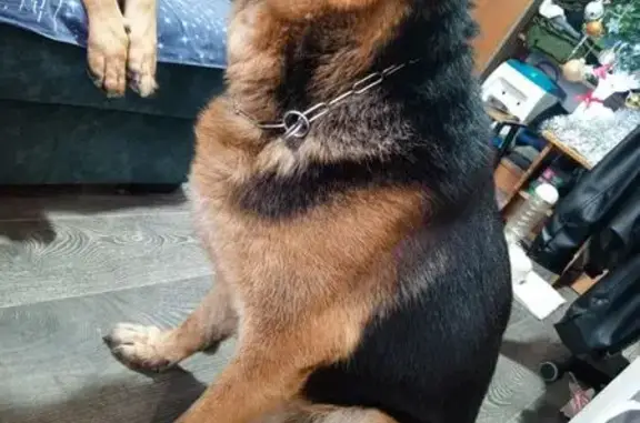 Найдена собака, Ростов-на-Дону, фото: Найден собака, улица Зорге, 31 к1, Ростов-на-Дону - немецкая овчарка, поврежденное левое ухо