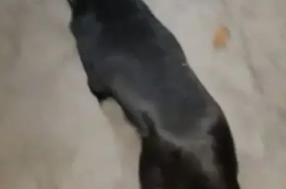 Собаки потеряшки, Георгиевск, фото: Потеряшка собака, мужской, улица Ленина, 56, Георгиевск - чёрный с белым галстуком