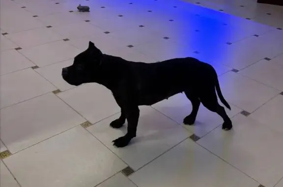 Найдена собака, Морозовск, фото: Найдена собака, Морозовск — Волгодонск, Широко-Атамановское сельское поселение — девочка кане корсо