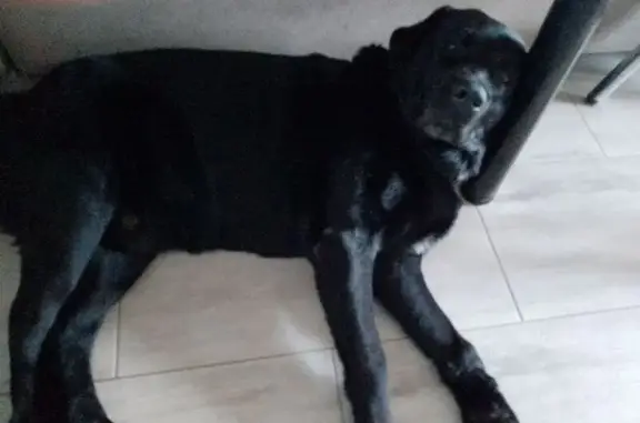 Найдена собака, Южный, фото: Найден собака, Южный, Калининградская область - чёрный лабрадор, кобель
