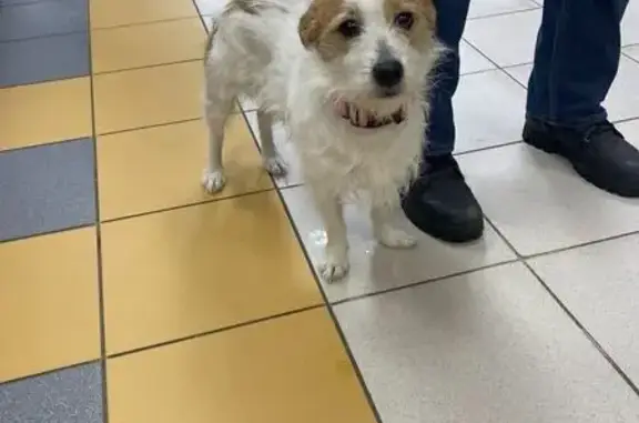 Найдена собака, Нижний Новгород, фото: Найдена собака, улица Чаадаева, Нижний Новгород - небольшая и добрая с розовым ошейником