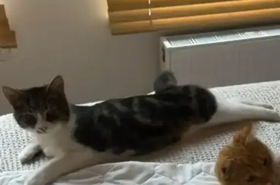 Пропала кошка, улица Лысая Гора, 37, Сочи - окрас табби, откликается на Рони - photo