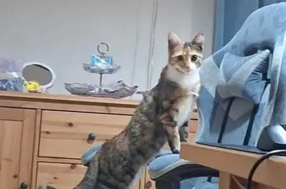 Пропала кошка, улица Куликовского, Краснодар - трёхцветная с белым пузиком - photo