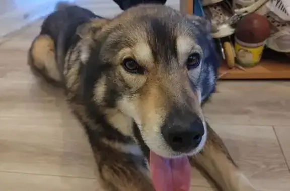 Найдена собака, Пушкино, фото: Найден собака, улица Крылова, Пушкино - метис лайки, молодой