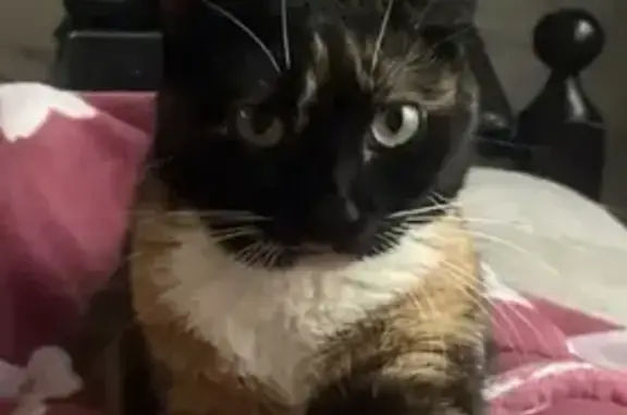 Пропала кошка, Передовая улица, 58/1, Краснодар - photo