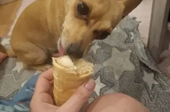 Пропала собака, Курганская улица, Курган - женская, песочный окрас - photo