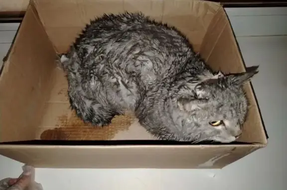 Найдена кошка, Ивановка, фото: Найден кот, Муромская улица, 26, Ивановка - без шерсти на голове и бедре